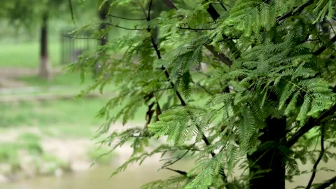 4K Nature Rain Plants Spring Green Park Stock Footage 246921698
