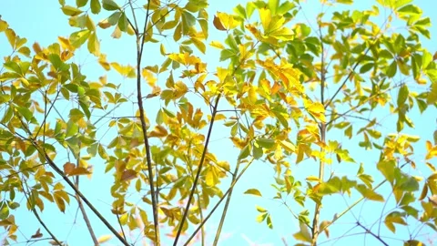 4K Nature Video Scenario scene close up of colorful maple leaf that is blowing  Видео 149495129