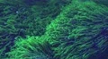 4k Neon-green soft coral tentacles moving in current and blue illumination 4k or 4k+ Resolution
