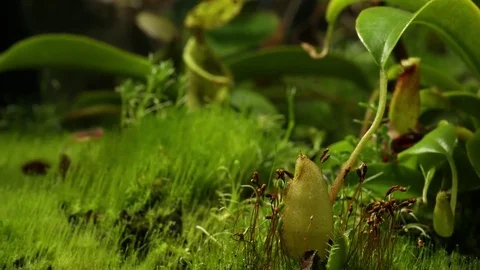 4K Nepenthes Growing  스톡 동영상 78647113