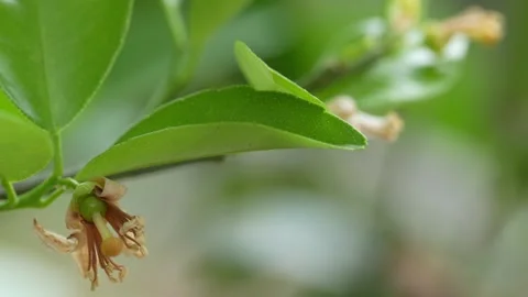 4K newly set mandarin fruit on citrus tree in Ica Peru Vídeo Stock 348118635