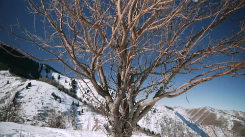 4k Nice view of mountains and tree on winter day spbas. Stock Footage 235827369