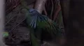 4k Nicobar pigeon hidden between jungle plants on ground 4k or 4k+ Resolution