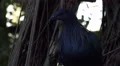 4k Nicobar pigeon very close up jungle habitat 4k or 4k+ Resolution