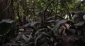 4k Nicobar pigeon zoom in close up jungle habitat 4k or 4k+ Resolution