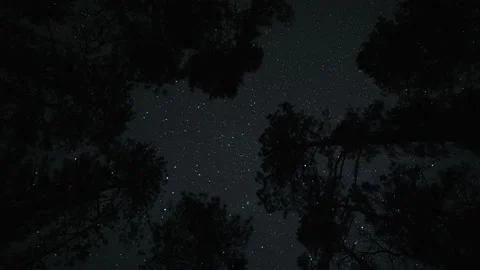 4K night sky time lapse with stars overhead and silhouetted trees in forest Stock Footage 171817120