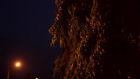 4k night tree close up Stock Footage 238706064