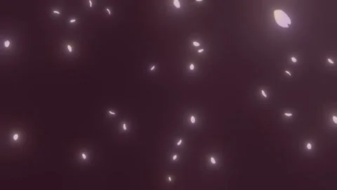 4K Non-Looping Sakura Petal Overlay - High Quality VFX Composite Asset 스톡 동영상 327706668