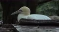 4k Northern gannet close up sitting in shadow 4k or 4k+ Resolution