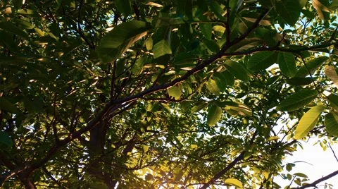 4K Nut-tree Leaves in Sunshine Background Stock Footage 50383092