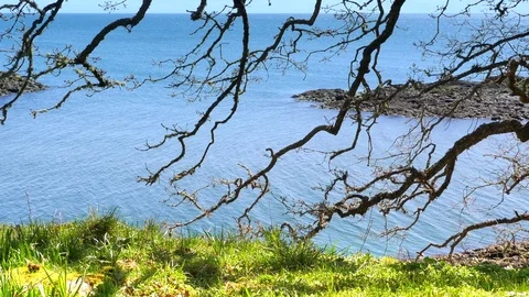 4K Oak Tree Branches and Natural Meadow Background, Blue Ocean Water Video stock 76281136