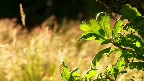 4K Oak Tree Foliage Leaves Close Up, Tall Yellow Grass Backlit by Sunlight Stock Footage 75842481