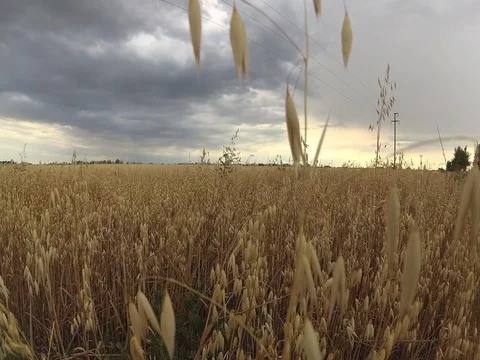 4k oat crop on an agricultural field Stock Footage