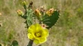 4K Ocala Prickly Pear Cactus (Opuntia ammophila) 1 4k or 4k+ Resolution