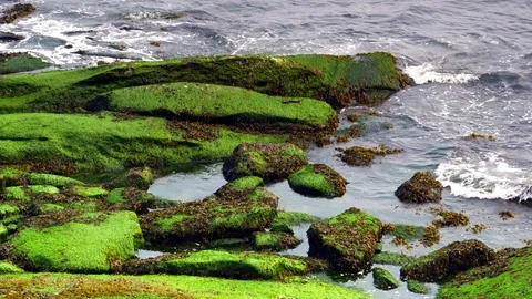4K Ocean Sea Algae, Slow Motion Waves on Picturesque Rocks, Close Up Water Stock Footage 80740522