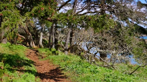 4K Ocean Side Park Path, Nature Forest Trail, Beautiful Spring Landscape Stock Footage 76783011