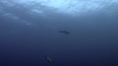 4K oceanic white tip sharks swimming in the open ocean, Red Sea Stock Footage 252354097