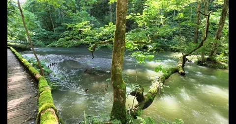 4K Oirase Gorge Mountain Stream in Aomori Japan Stock Footage 345340900