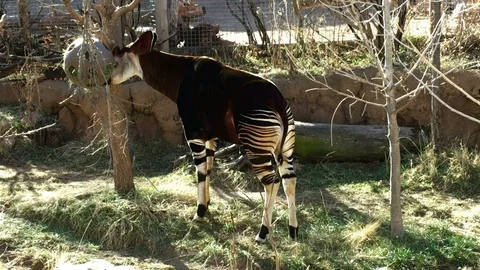 4K Okapi feeding in Cheyenne Mountain Zoo Colorado Springs, CO Stock Footage 101000039