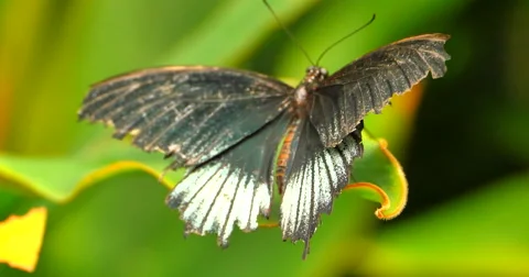 4K Old Black and White Butterfly on Green Leaf Video stock 51356427