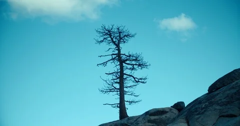 4k Old dead tree on cliff side with bright blue sky Stock Footage 105495507