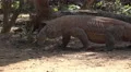 4k Old Komodo dragon walking very close up mangrove forest 4k or 4k+ Resolution