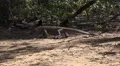 4k Old Komodo dragon walking sandy area mangrove forest 4k or 4k+ Resolution