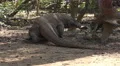 4k Old Komodo dragon walking sandy area mangrove forest 4k or 4k+ Resolution