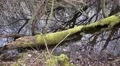 4k Old mossy tree trunk in nature reserve marshland pond 4k or 4k+ Resolution