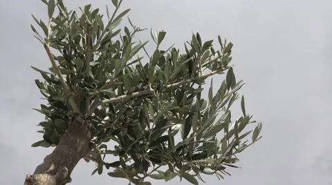 4K Olive tree branch cloudy sky green leaf rural orchard natural garden country Stock Footage 54402722
