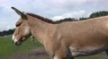 4k Onager donkeys close up the car in tourism animal park 4k or 4k+ Resolution