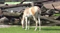 4k Onager donkeys close up the car in tourism animal park 4k or 4k+ Resolution