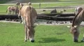 4k Onager donkeys close up the car in tourism animal park 4k or 4k+ Resolution