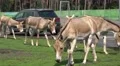 4k Onager donkeys feeded by tourists with car animal park 4k or 4k+ Resolution
