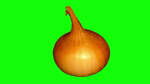 4k – One big onion Stock Footage 56775743