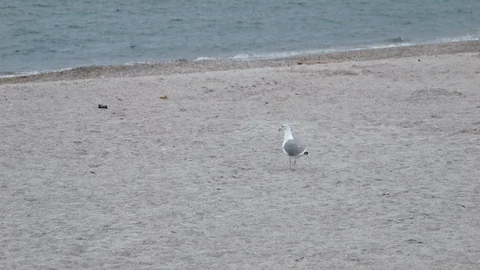 4K one big Seagull standing on the sand beach by the sea. The dove is coming Stock-Footage 99932434