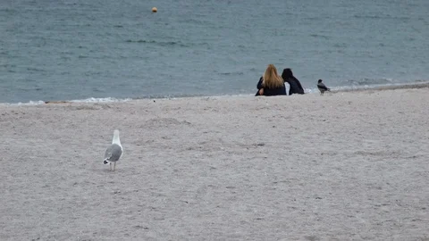 4K one big Seagull standing on the sand beach by the sea. Two girsl are sitting 스톡 동영상 99932589