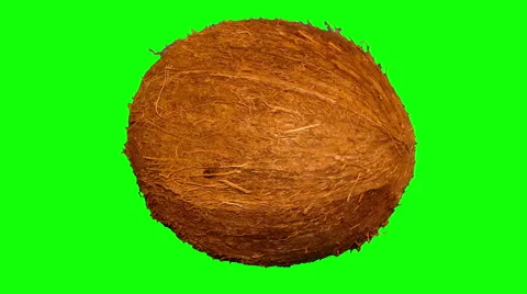 4k – One coconut 01 Stock Footage 56563431