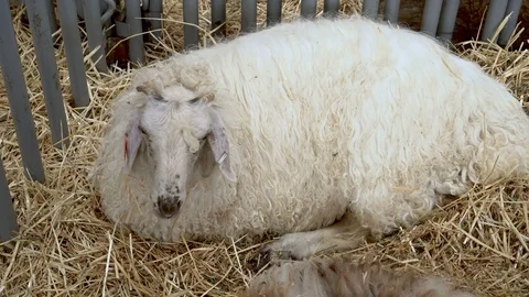 4K one curly wool sheep lying down in a stall at the county fair Stock Footage 95869812
