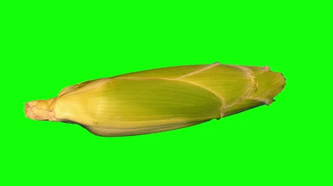 4k – One fresh corncob (maize) 01 Stock Footage 56565884