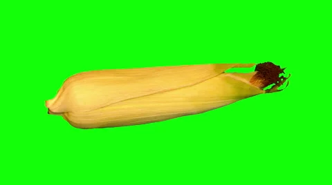 4k – One fresh corncob (maize) 02 Stock Footage 56566311