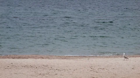 4K one Seagull is walking on the empty beach Stock-Footage 99933171