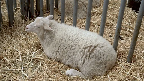 4K one sheep lying down in a stall at the county fair Stock Footage 95869281