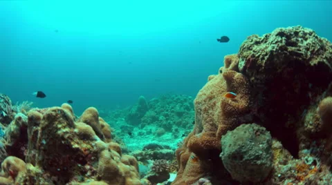 4k Orange Anemonefish Stock Footage 62581062