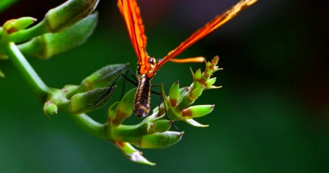 4K Orange Butterfly on Plant, Flutter Wings, Wildlife Nature Stock Footage 63426682