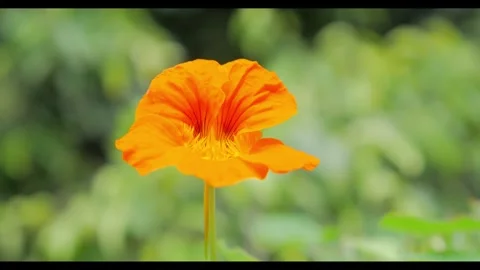 4K Orange Flower in Bloom (RAW) 스톡 동영상 288431279
