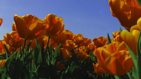 4K Orange Tulips from below loops Video stock 37662211