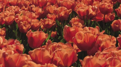 4K Orange Tulips close up loops Video stock 37662356