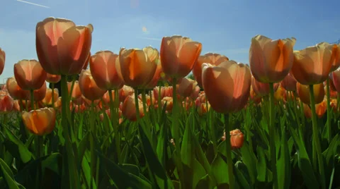 4K orange tulips low angle close loop Video stock 37495578