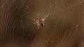 4K Orb Weaver (Araneus sp.) Spider Spinning Web 4k or 4k+ Resolution